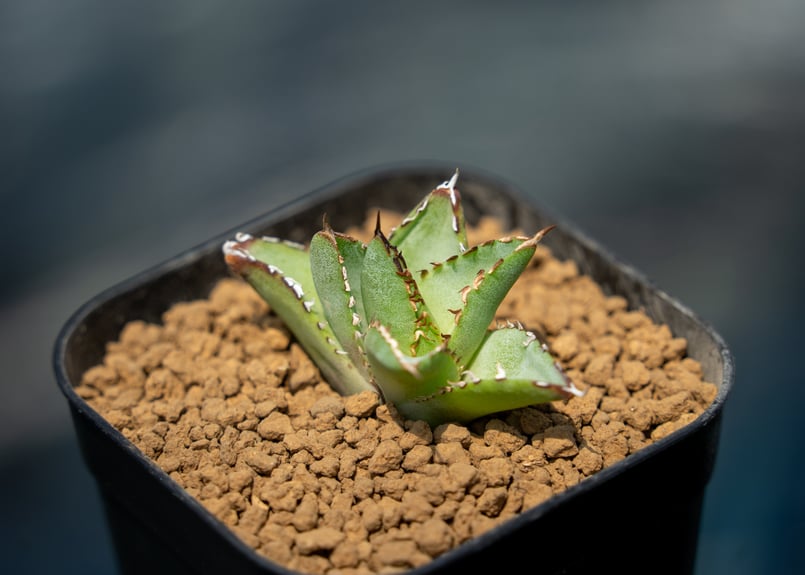 アガベ フィリグリー カキコ株 | mana's farm:塊根植物・アガベ