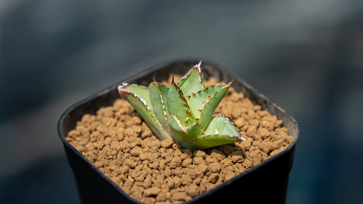 アガベ フィリグリー カキコ株 | mana's farm:塊根植物・アガベ