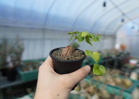 亀甲竜　Dioscorea elephantipes　C1