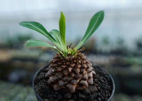 ユーフォルビア　鉄甲丸　Euphorbia bupleurifolia