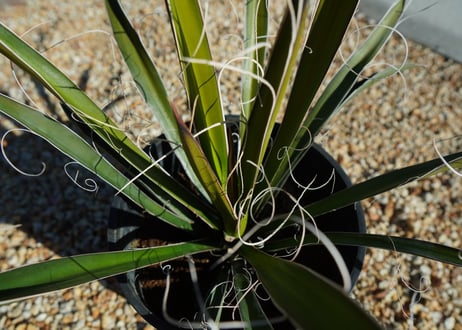 ユッカ　カルネロサーナ Yucca carnerosana  No.1