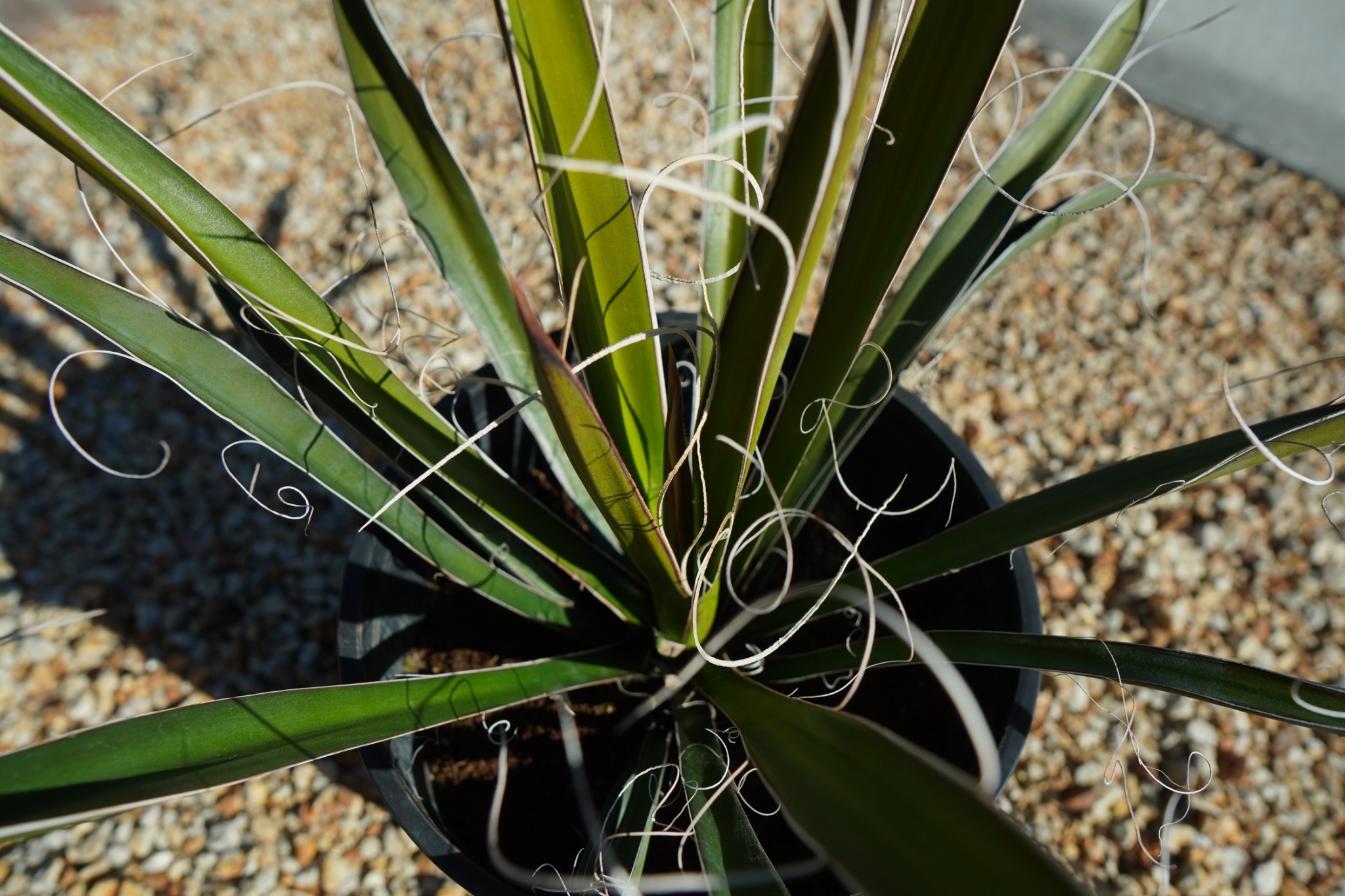 ユッカ カルネロサーナ Yucca carnerosana No.1 | mana's fa