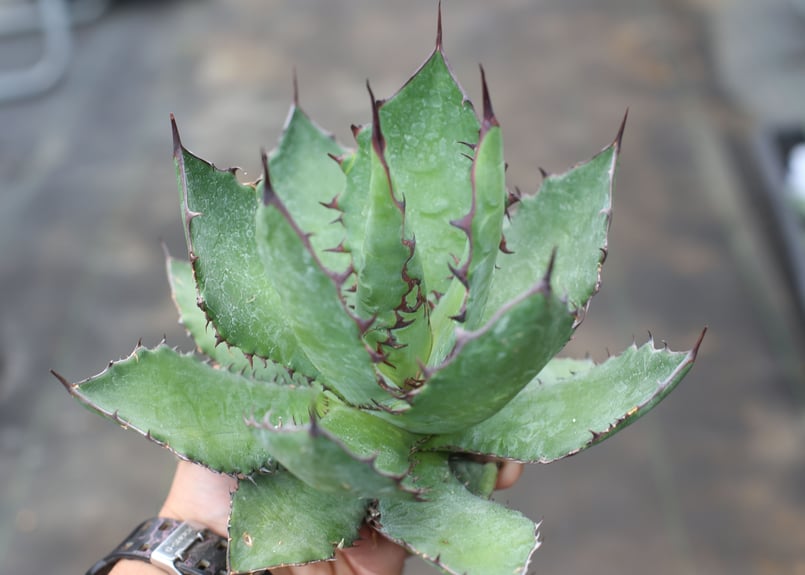 おまとめ専用 アガベ 3株セット コロラータ× ホリダ FIPハイブリッド