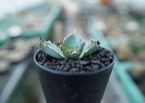 アガベ　チタノタ　 ブラックアンドブルー 　Agave titanota black and blue　No.5