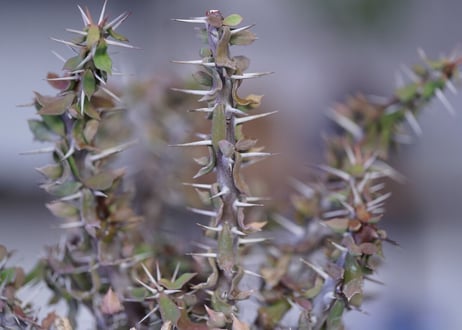 Euphorbia　beharensis