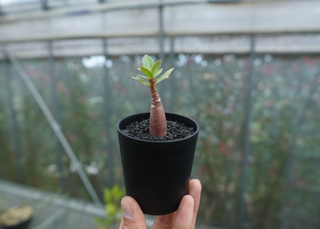アデニウム　Adenium  No.3