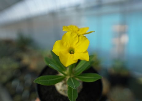 パキポディウム　恵比寿大黒　Pachypodium Densicaule　No.2