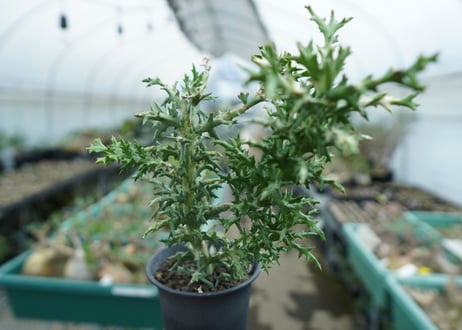 ユーフォルビア　ステノクラーダ錦　Euphorbia Stenoclada