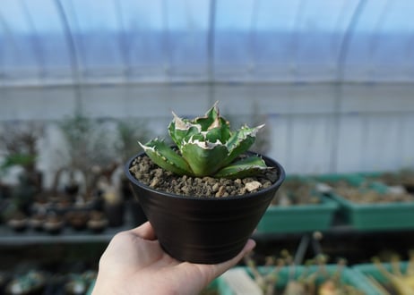 アガベ　チタノタ　ホワイトファイヤー　agave titanota white fire　白火焔　 A2