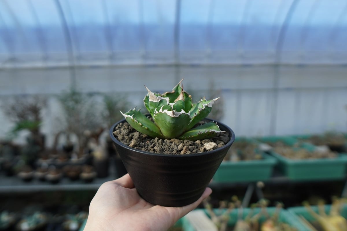 fit=scale-down,w=1200