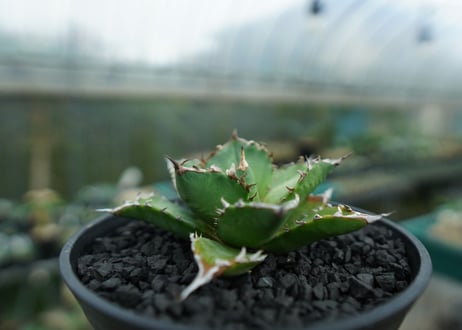 アガベ　チタノタ 　Agave titanota　No.6