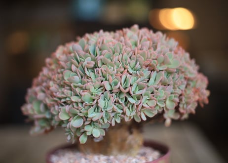エケベリア  ジャイアントブルー 石化　 Echeveria  Giant Blue