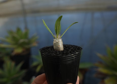 パキポディウム　デンシフローラム　Pachypodium densiflorum