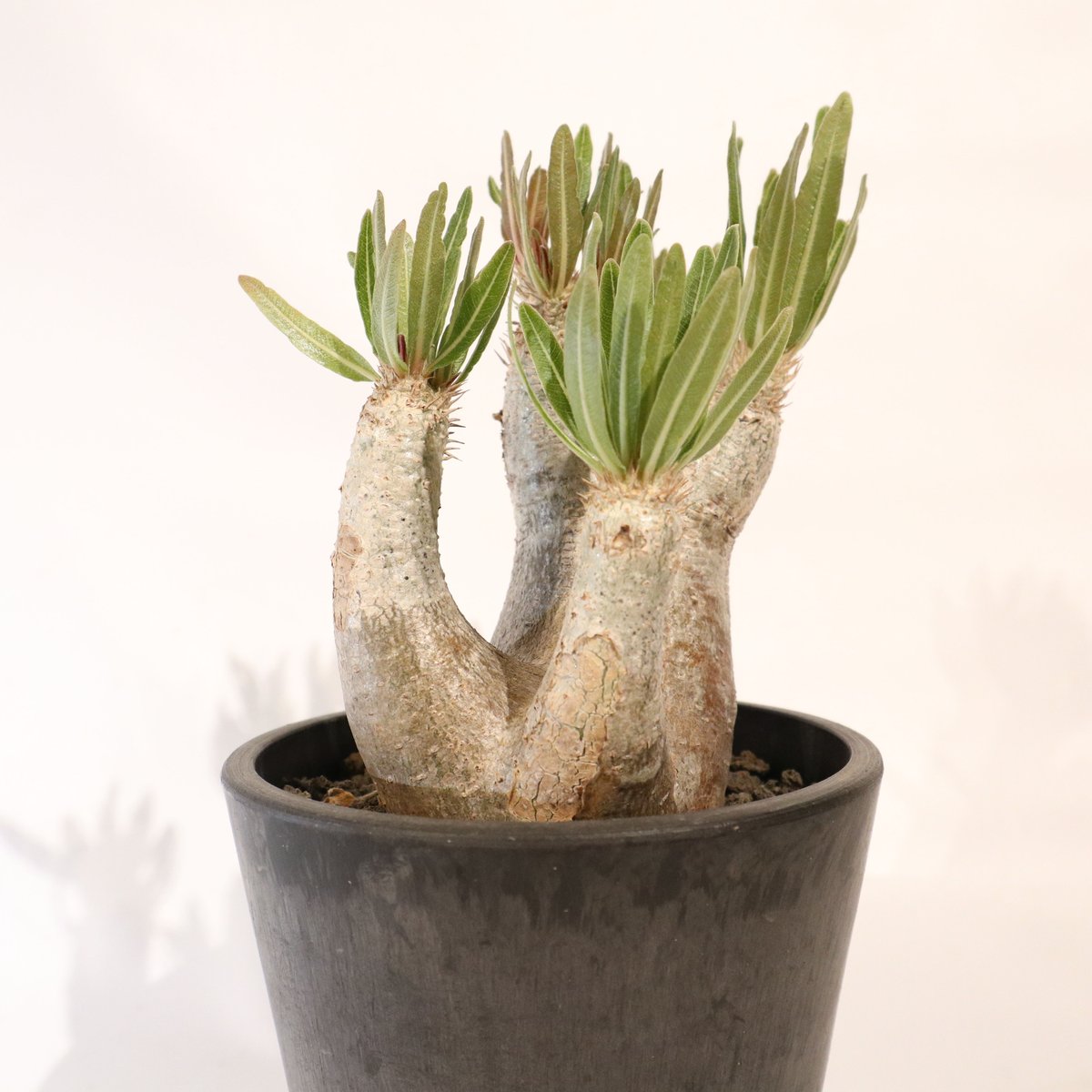 パキポディウム イノピナツム | mana 