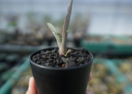 アガベ　チタノタ　 ブラックアンドブルー 　Agave titanota black and blue　A15