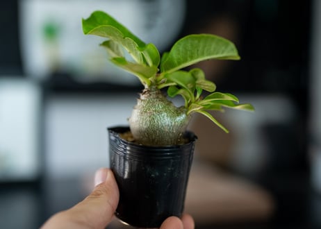 パキポディウム　ウィンゾリー　沖縄実生