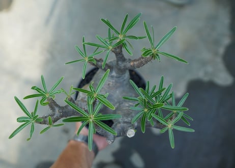 パキポディウム　グラキリス　 Pachypodium Gracilius  No.2