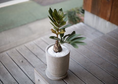 ザミア プミラ　Zamia pumila