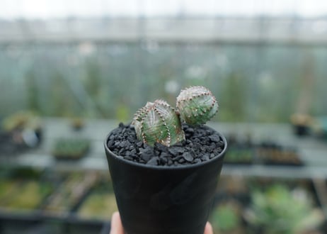 ユーフォルビア　オベサブロー　Euphorbia ObesaBlow  No.2