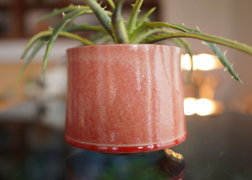ディッキア アンダマン Dyckia 'Samed Rtp'(Andaman) | mana'