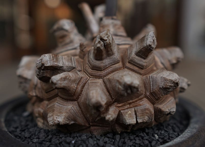 亀甲竜 Dioscorea elephantipes | mana's farm:塊根植物・ア