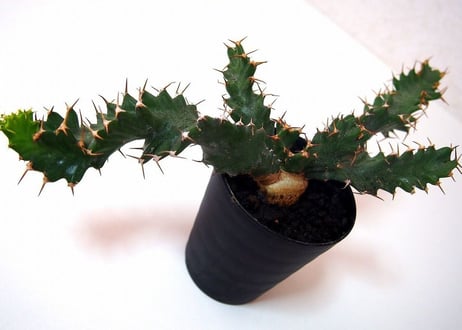 ユーフォルビア ウムフォロジエンシス　Euphorbia umfoloziensis