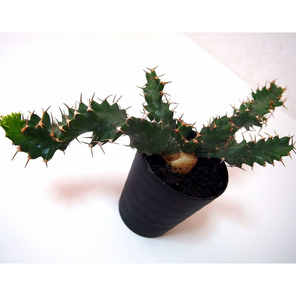 ユーフォルビア ウムフォロジエンシス Euphorbia umfoloziensis | ma
