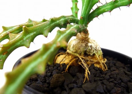 Euphorbia knuthii　 狗奴子キリン