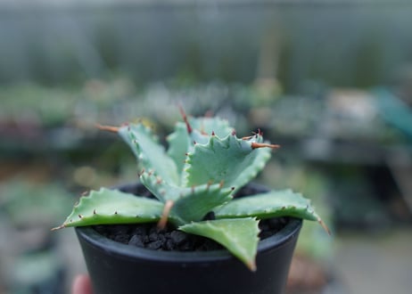 アガベ　イシスメンシス　Agave Isthmensis　No.1