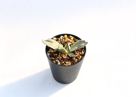 Agave 兜蟹錦 　№８