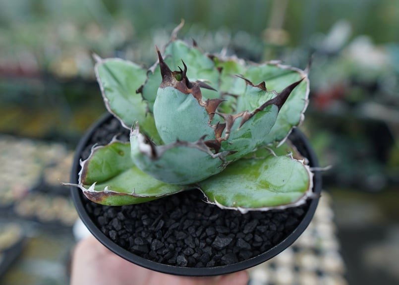 アガベ チタノタ ブラックアンドブルー Agave titanota black and