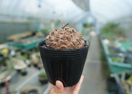 【長谷川園芸産】亀甲竜　Dioscorea elephantipes　No.5