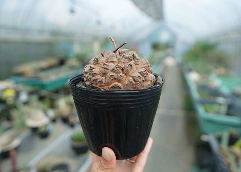 カ*ん様 長谷川亀甲竜 長谷川園芸産】亀甲竜 Dioscorea elephantipes 6寸 | mana's