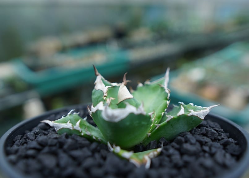 アガベ チタノタ 白火焔 agave titanota white fire No.2 | m アガベ チタノタ 白火焔 agave titanota white fire No.2 | m