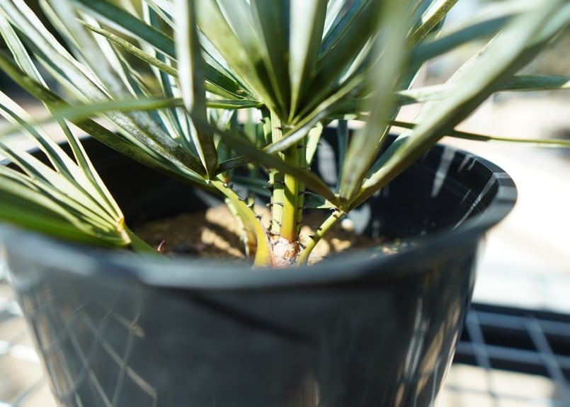 チャメロプス セリフェラ Chamaerops humilis var. Cerifera チャメロプス セリフェラ Chamaerops humilis var. Cerifera