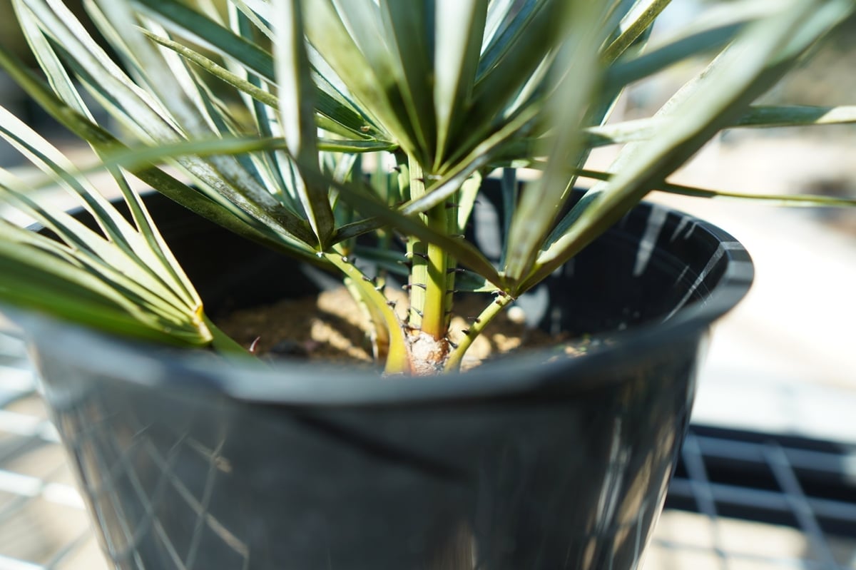 fit=scale-down,w=1200