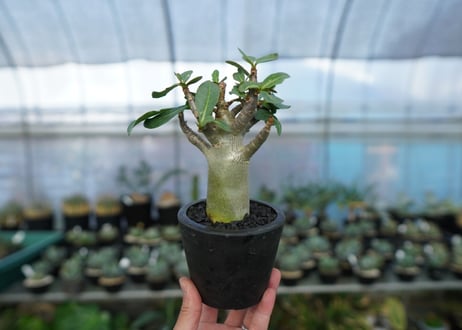 アデニウム　Adenium　No.17