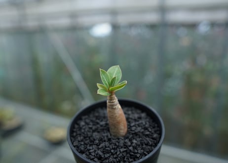 アデニウム　Adenium  No.5