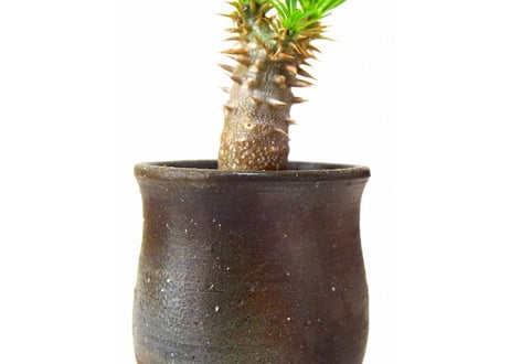 Pachypodium rosulatum   パキポディウム　ロスラーツム  №２