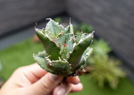Agave titanota 白鯨嚴龍 カキコ NO.4