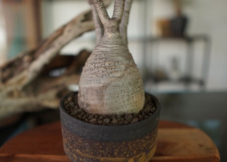 パキポディウム　グラキリス　 Pachypodium Gracilius
