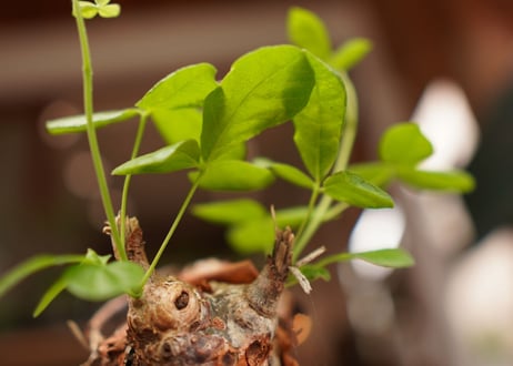 コミフォラ オルビクラリス　commiphora orbicularis