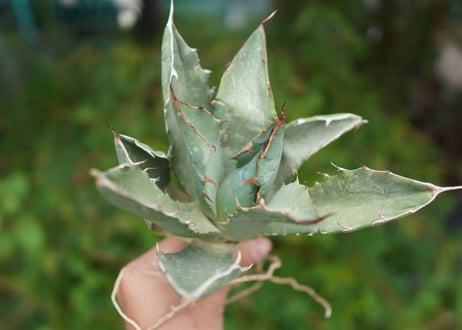 Agave titanota 白鯨 E NO.3