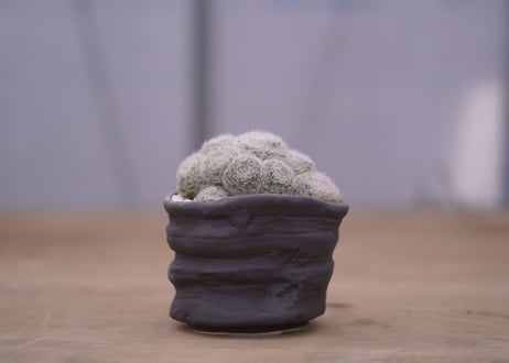 マミラリア 白絹丸　 Mammillaria lenta