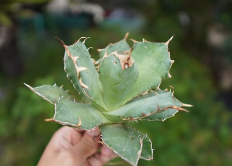 Agave titanota 白鯨 C NO.5