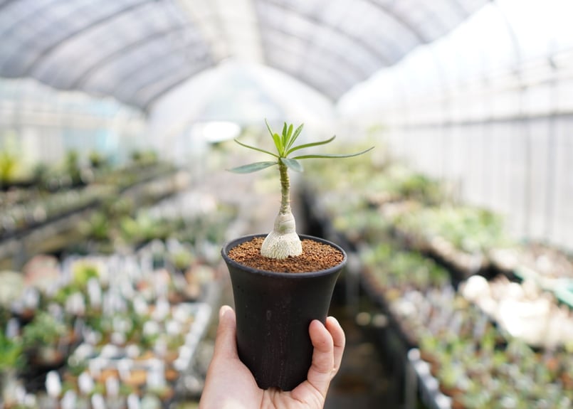 パキポディウム ビスピノーサム | mana's farm:塊根植物・アガベ