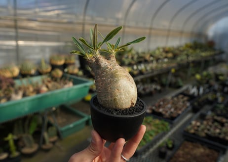 パキポディウム　グラキリス　 Pachypodium Gracilius  No.2
