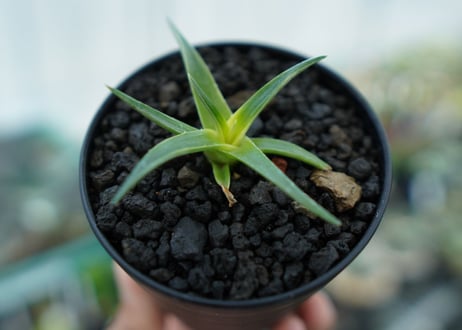 ディッキア　ムーングロー　Dyckia brevifolia  Moon Glow　No.3