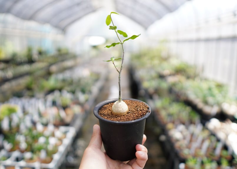 火星人 フォッケア・エデュリス | mana's farm:塊根植物・アガベ