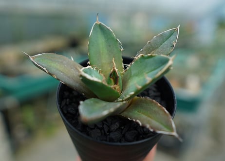 アガベ　チタノタ　鬼爪雪峰  Agave titanota “Onitsume Yukimine”　No.4